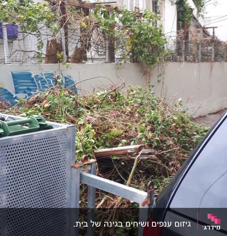 ערימת גזם לאחר גיזום גדר חיה